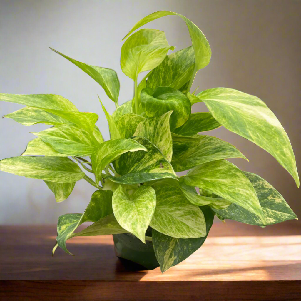 Pothos 'Neon Queen'