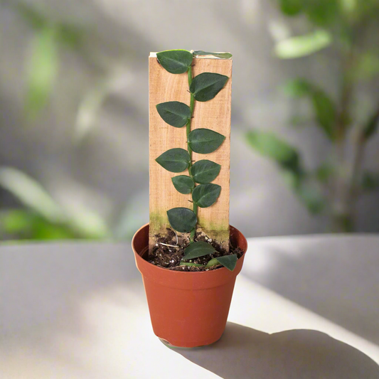 Rhaphidophora 'Hayi' (Shingle Plant)