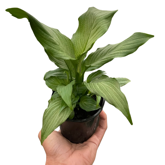 Peace Lily 'Platinum Mist'