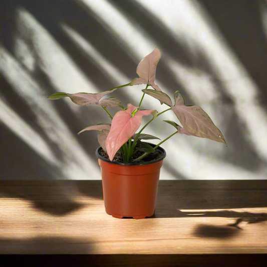 Syngonium 'Pink Splash'