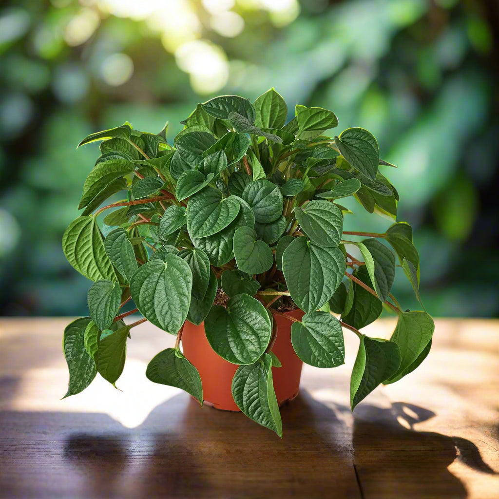 Peperomia 'Rana Verde'