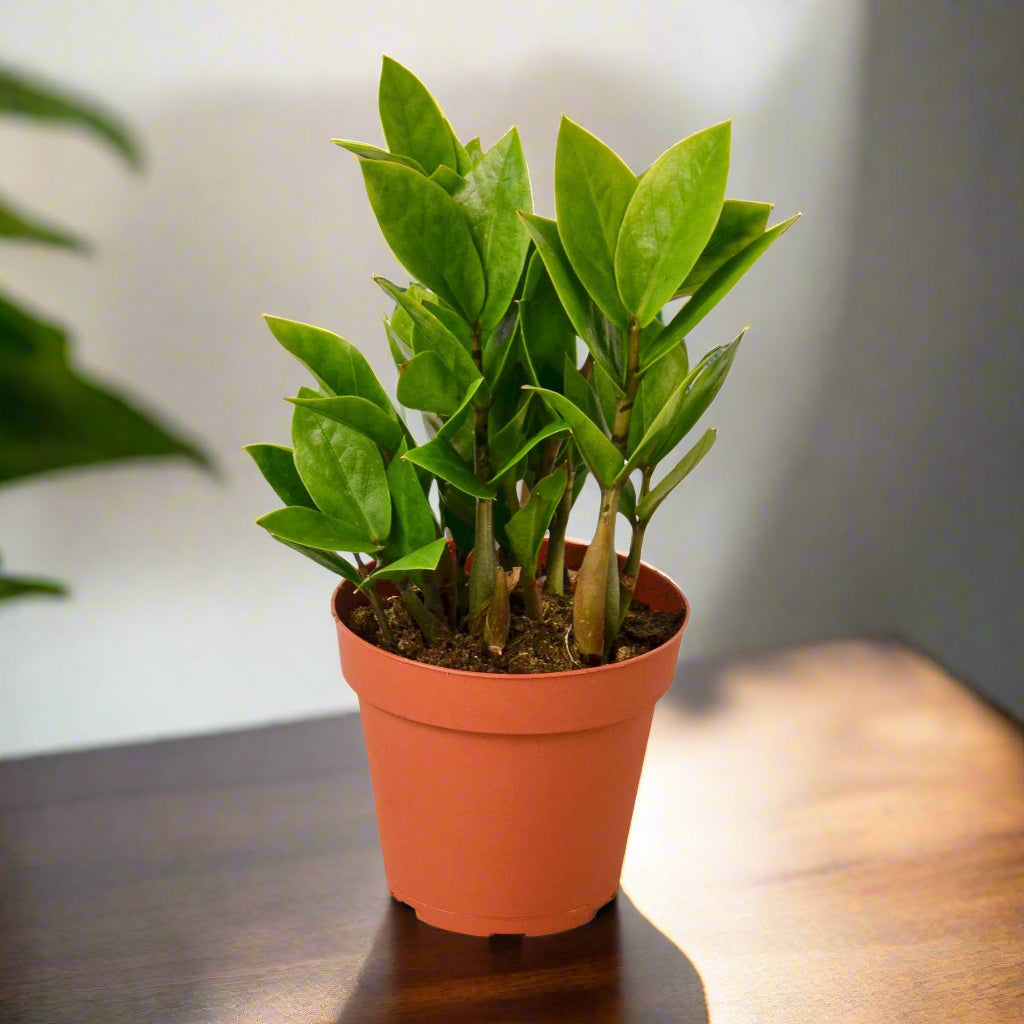 Zamioculcas Zamiifolia 'ZZ Plant'