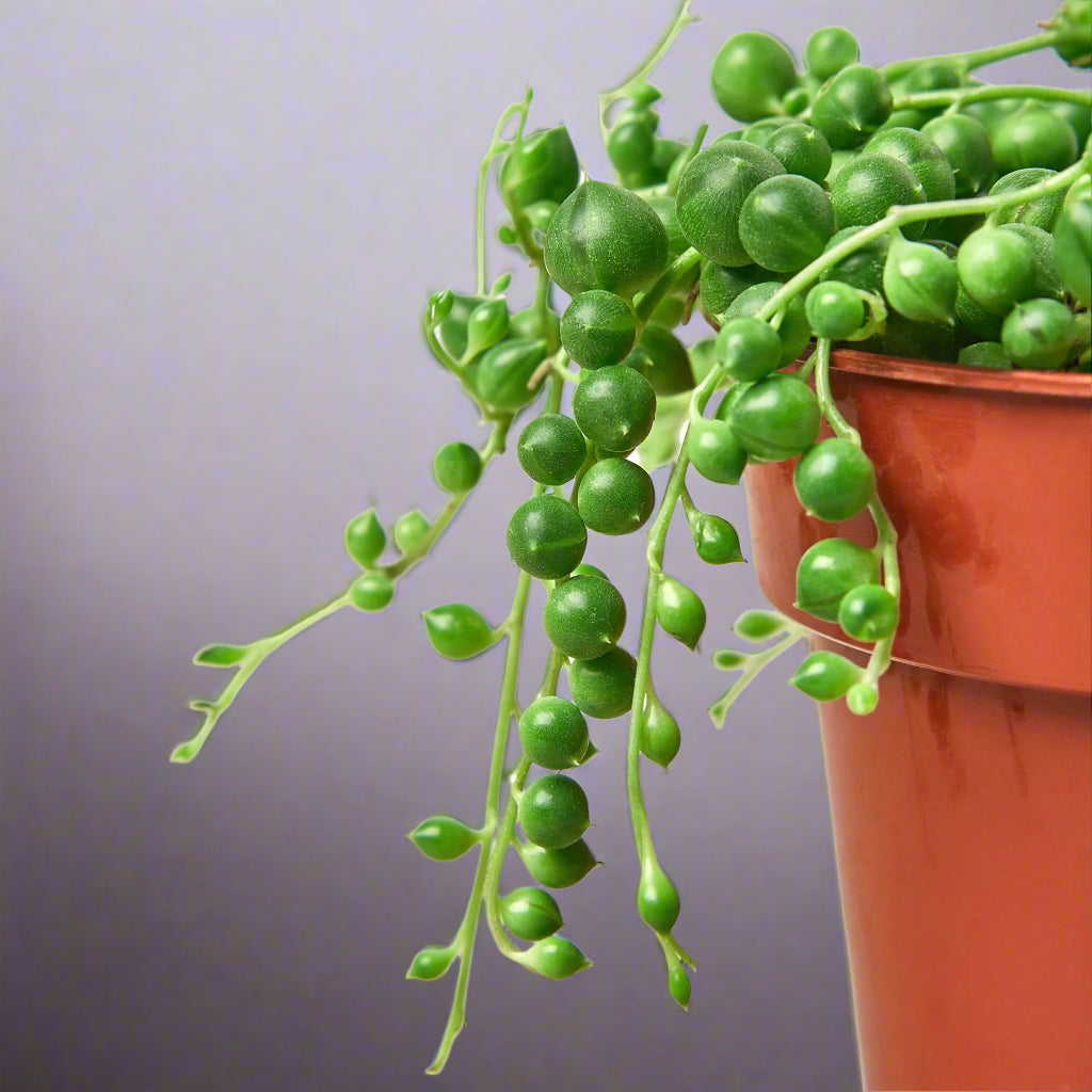 Succulent 'String of Pearls'