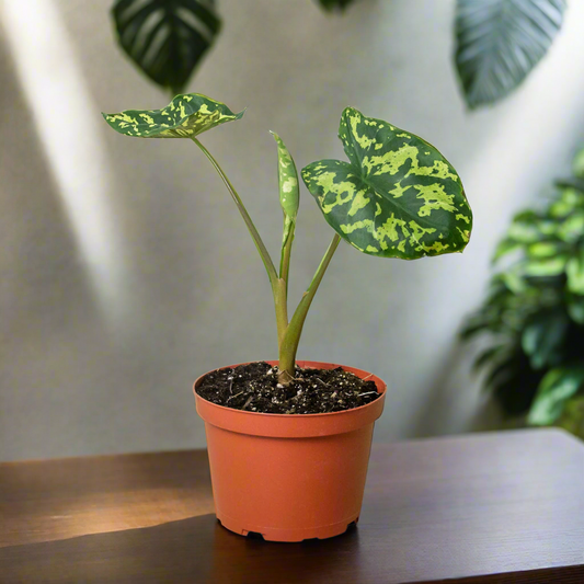 Alocasia 'Hilo Beauty'