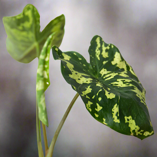Alocasia 'Hilo Beauty'