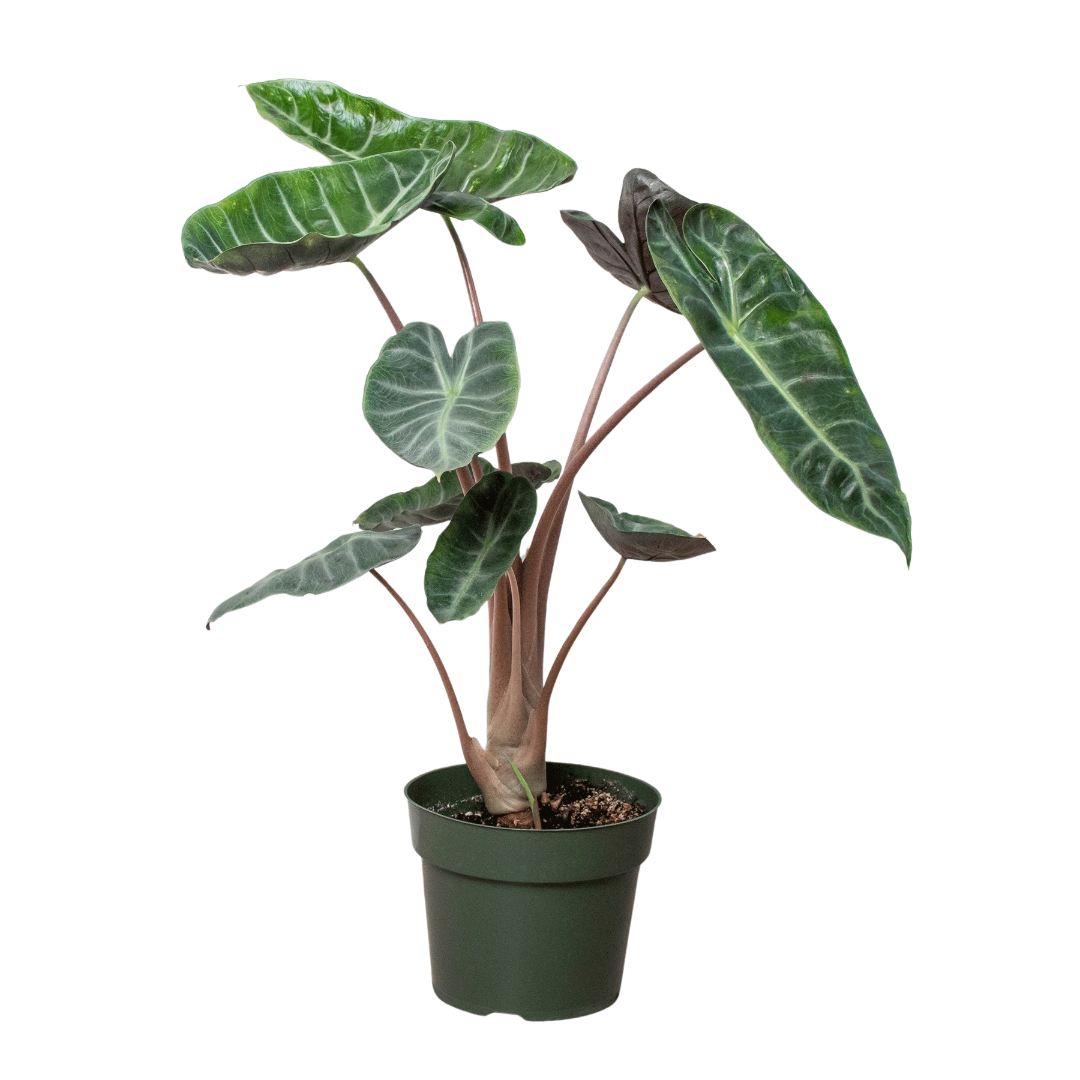 Alocasia 'Pink Dragon'