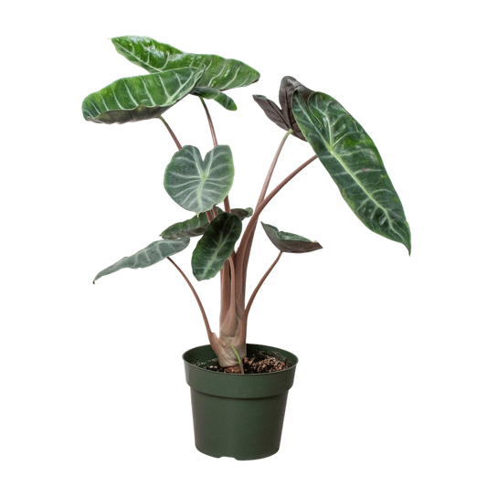 Alocasia 'Pink Dragon'