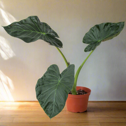 Alocasia 'Regal Shields'