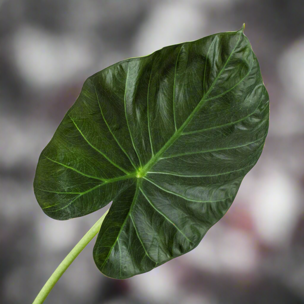 Alocasia 'Regal Shields'