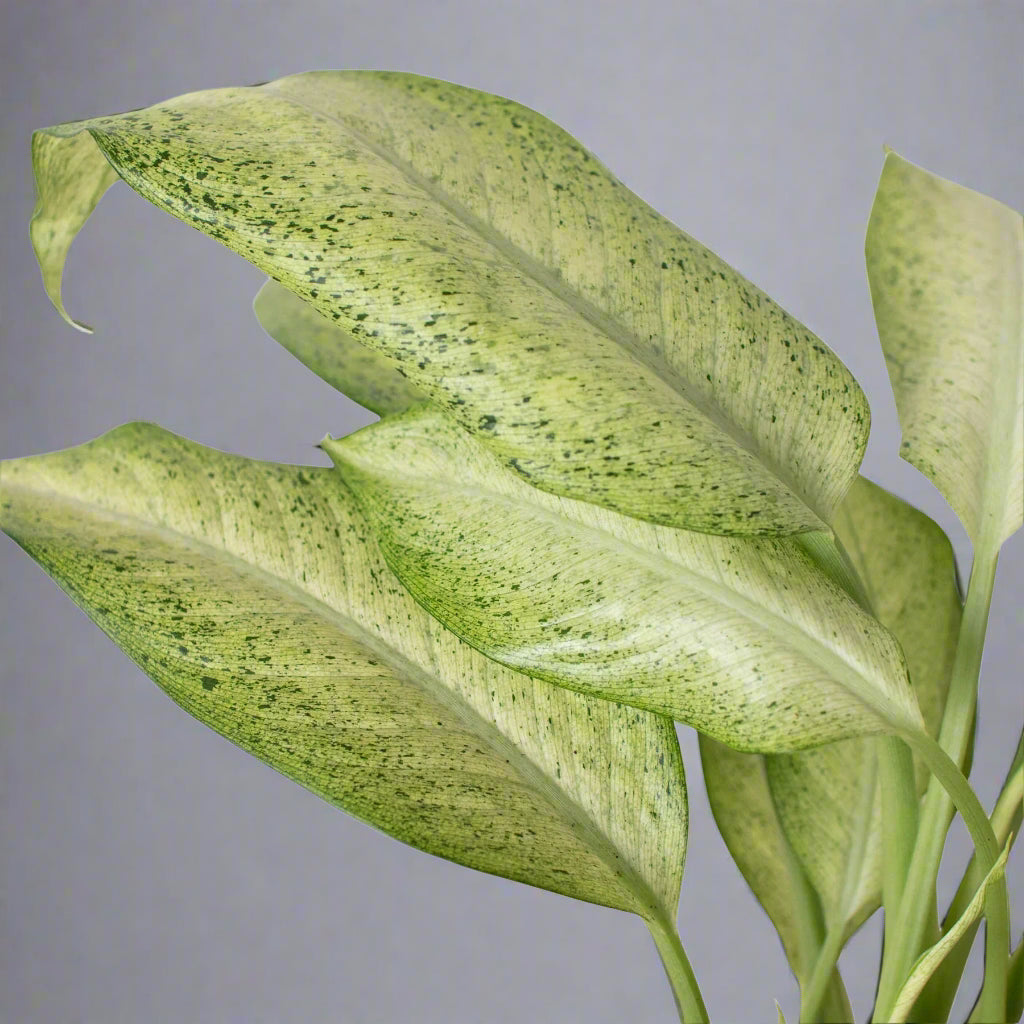 Dieffenbachia 'Camouflage'