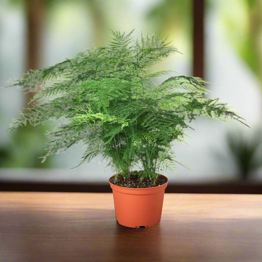 Fern 'Asparagus'