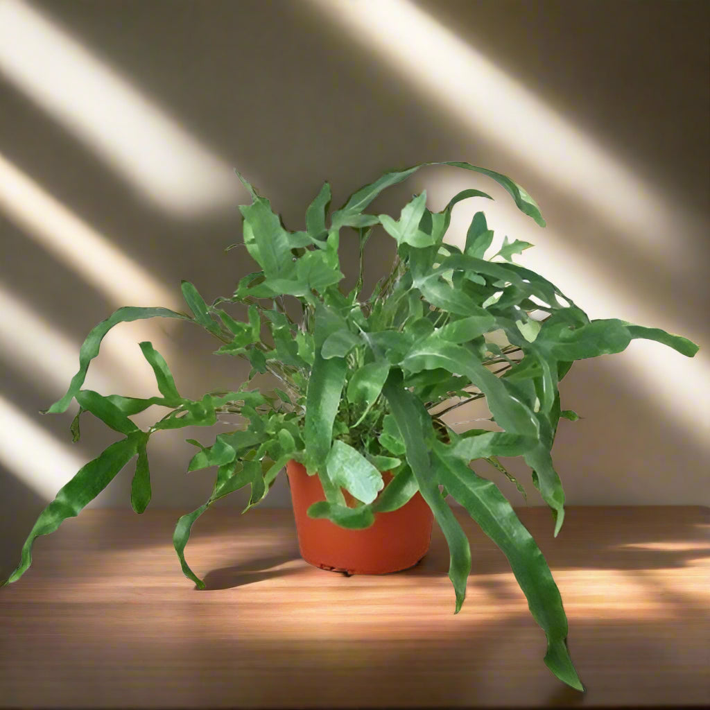 Fern 'Blue Star'