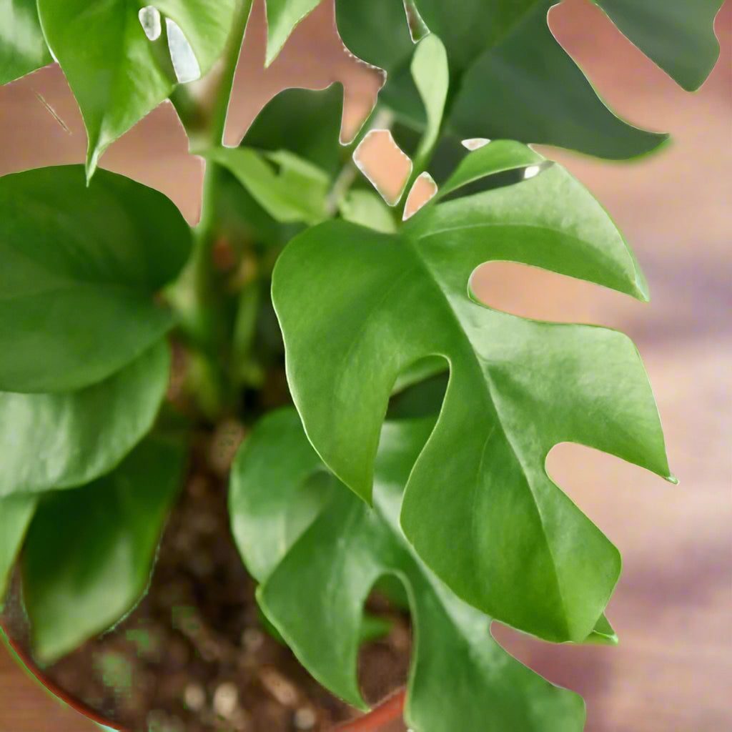 Rhaphidophora Tetrasperma