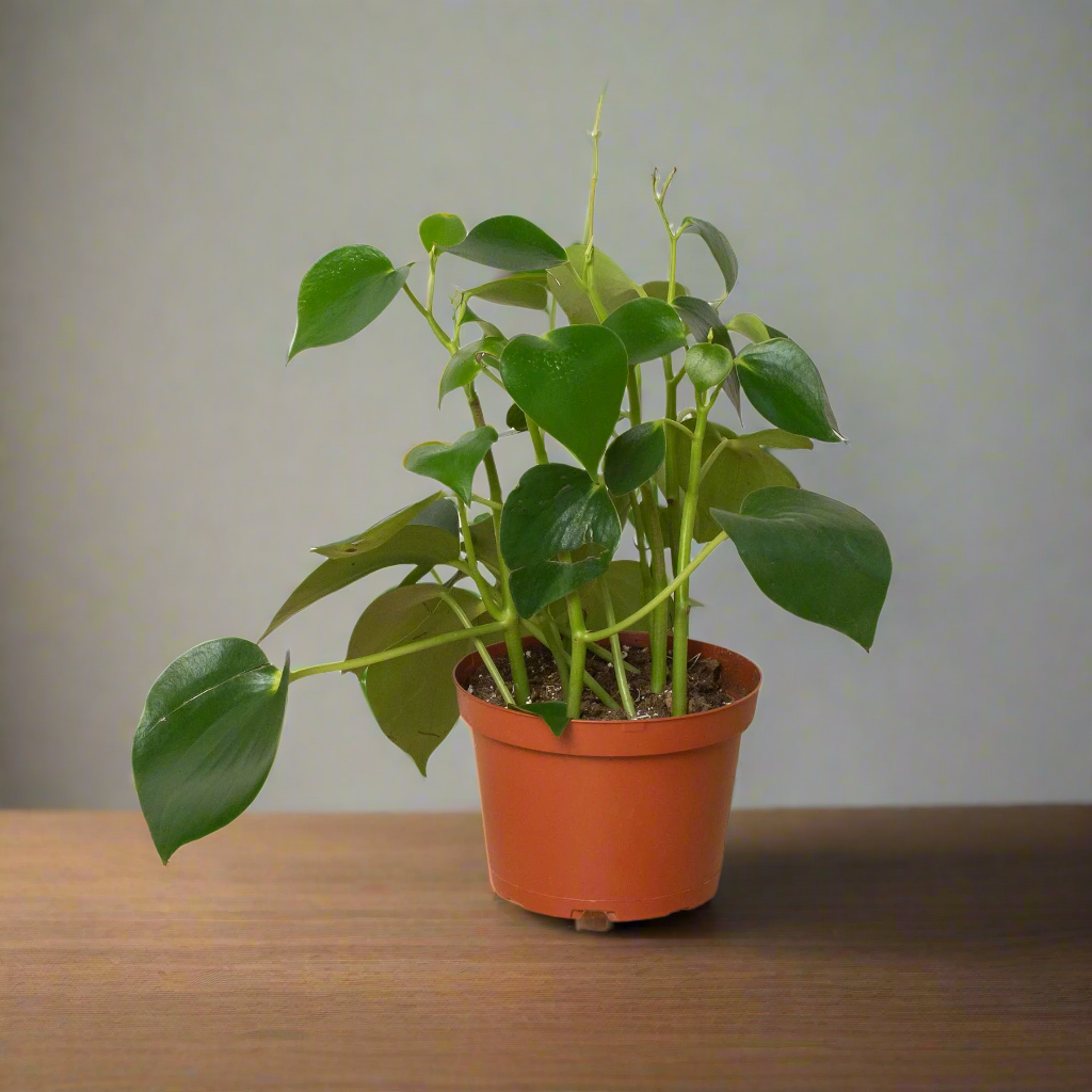 Peperomia 'Raindrop'