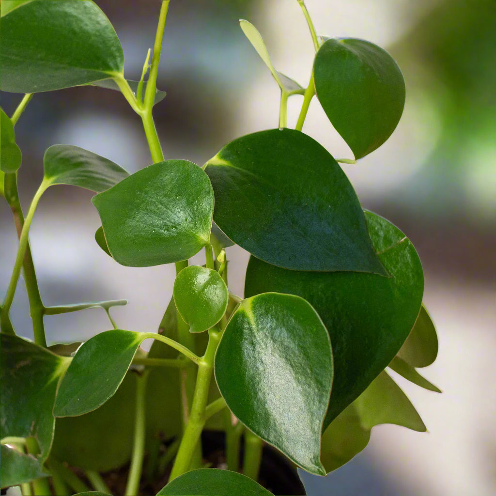 Peperomia 'Raindrop'
