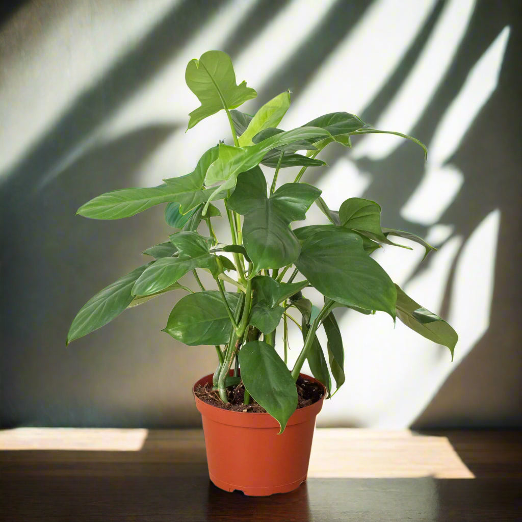 Philodendron 'Silver Sword'