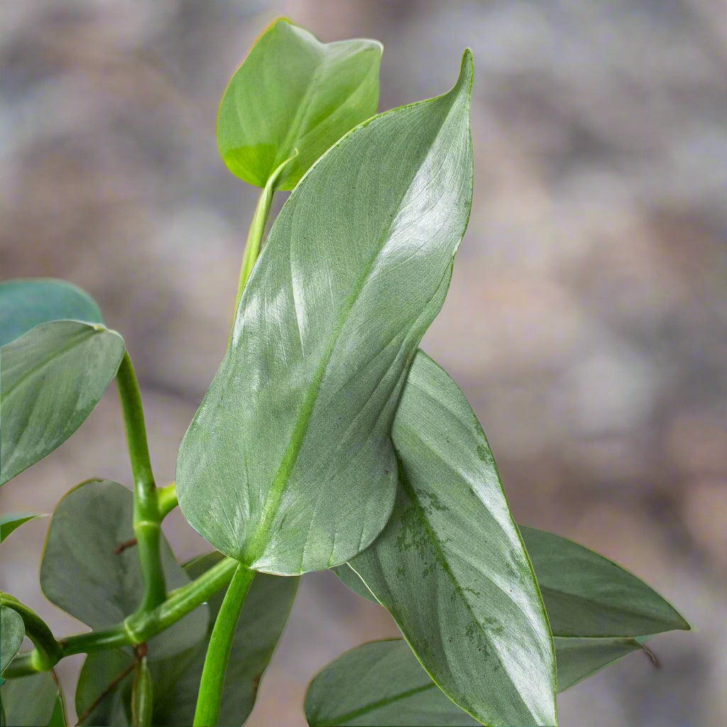 Philodendron 'Silver Sword'