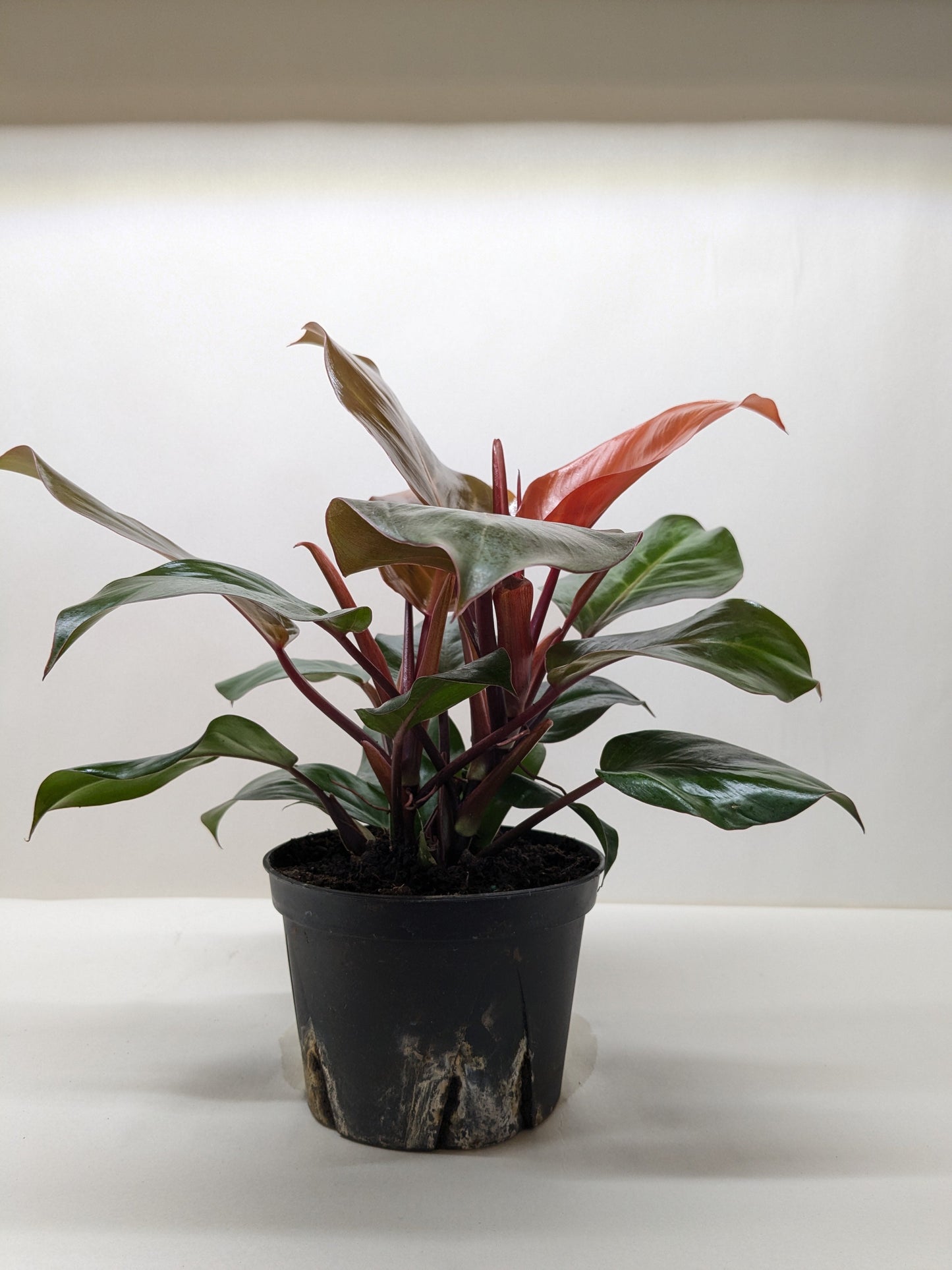 Philodendron 'Red Sun'