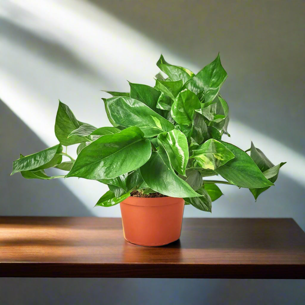 Pothos 'Golden'