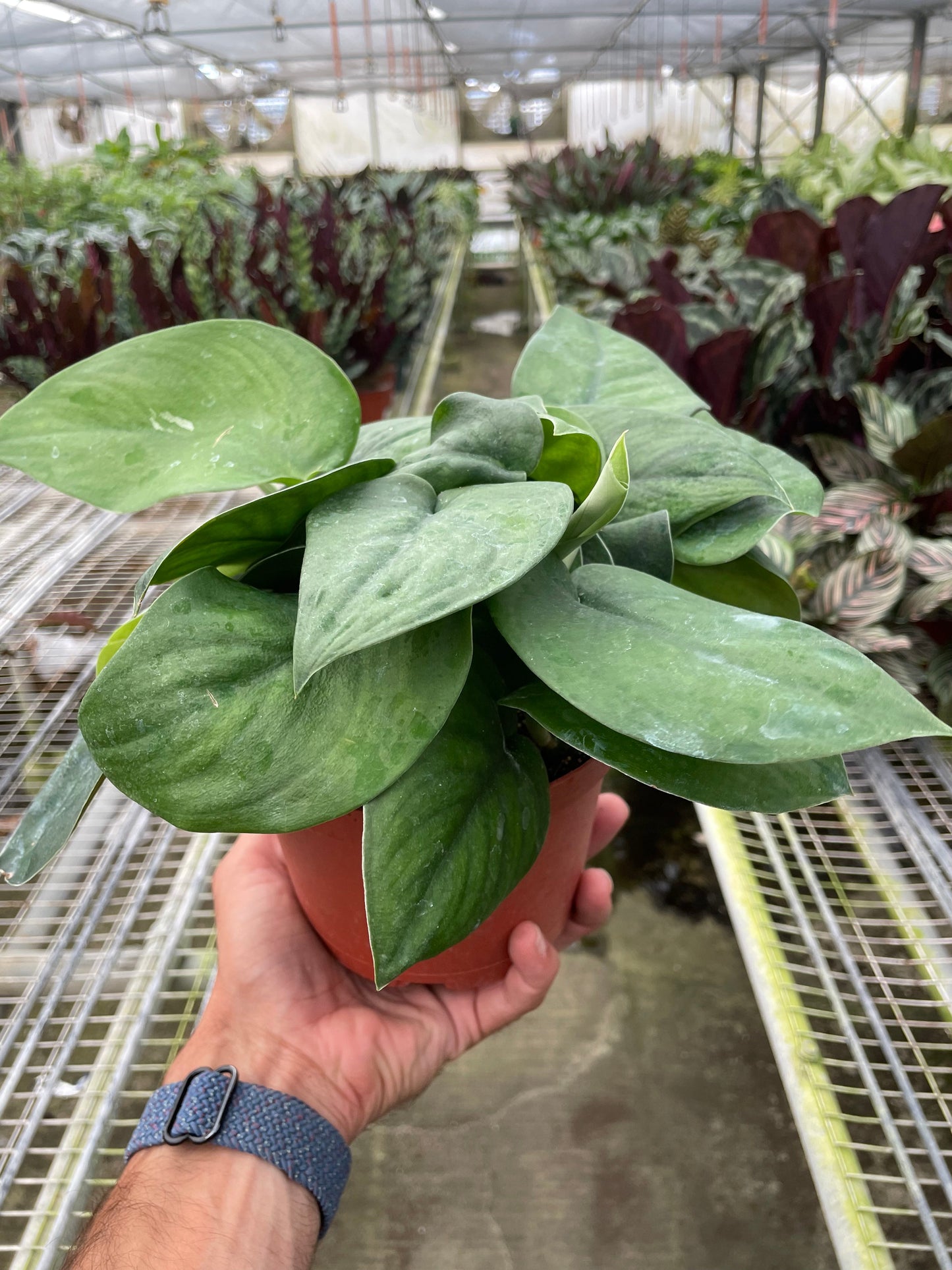 Pothos 'Jade Satin'