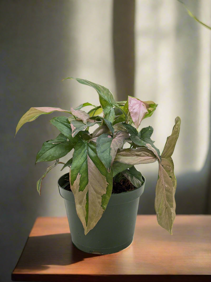 Syngonium 'Pink Splash'