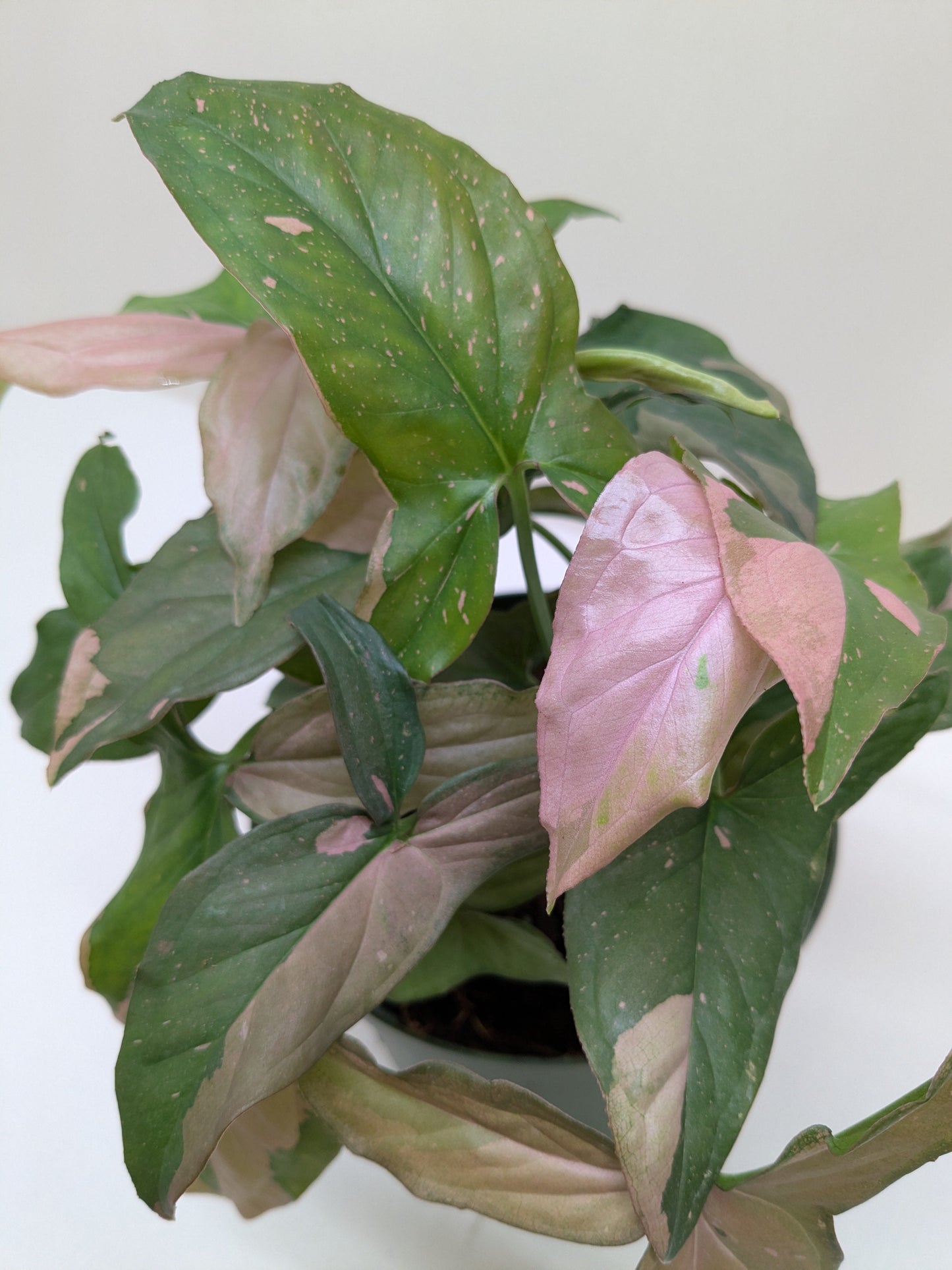 Syngonium 'Pink Splash'