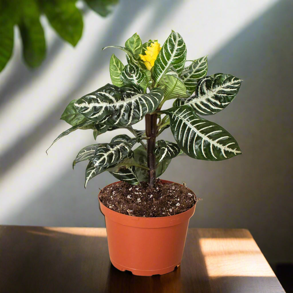 Zebra 'Aphelandra'