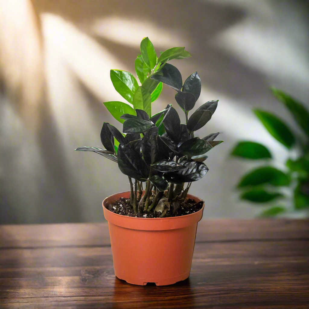 ZZ Zamioculcas 'Black Queen'