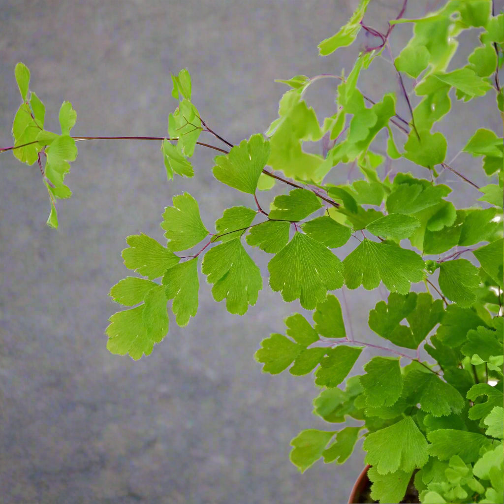 Maidenhair Fern