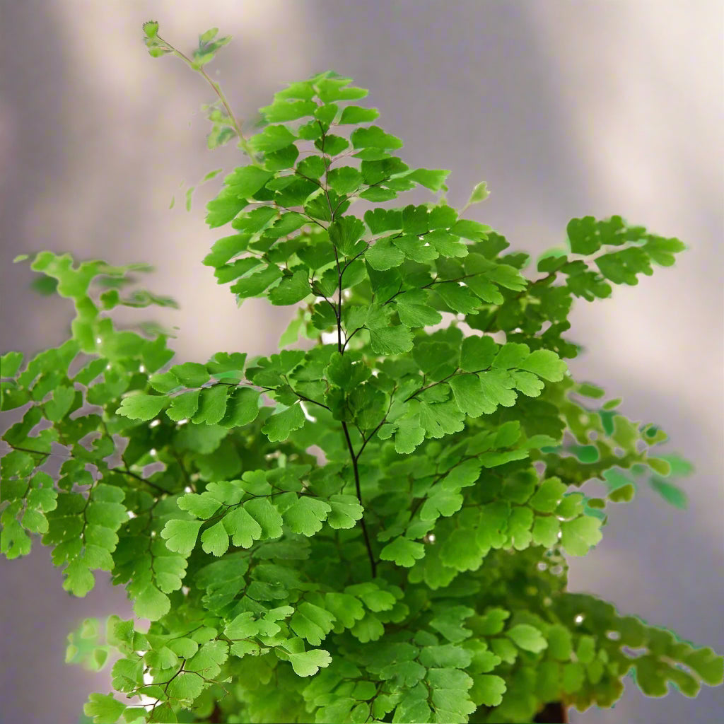 Maidenhair Fern