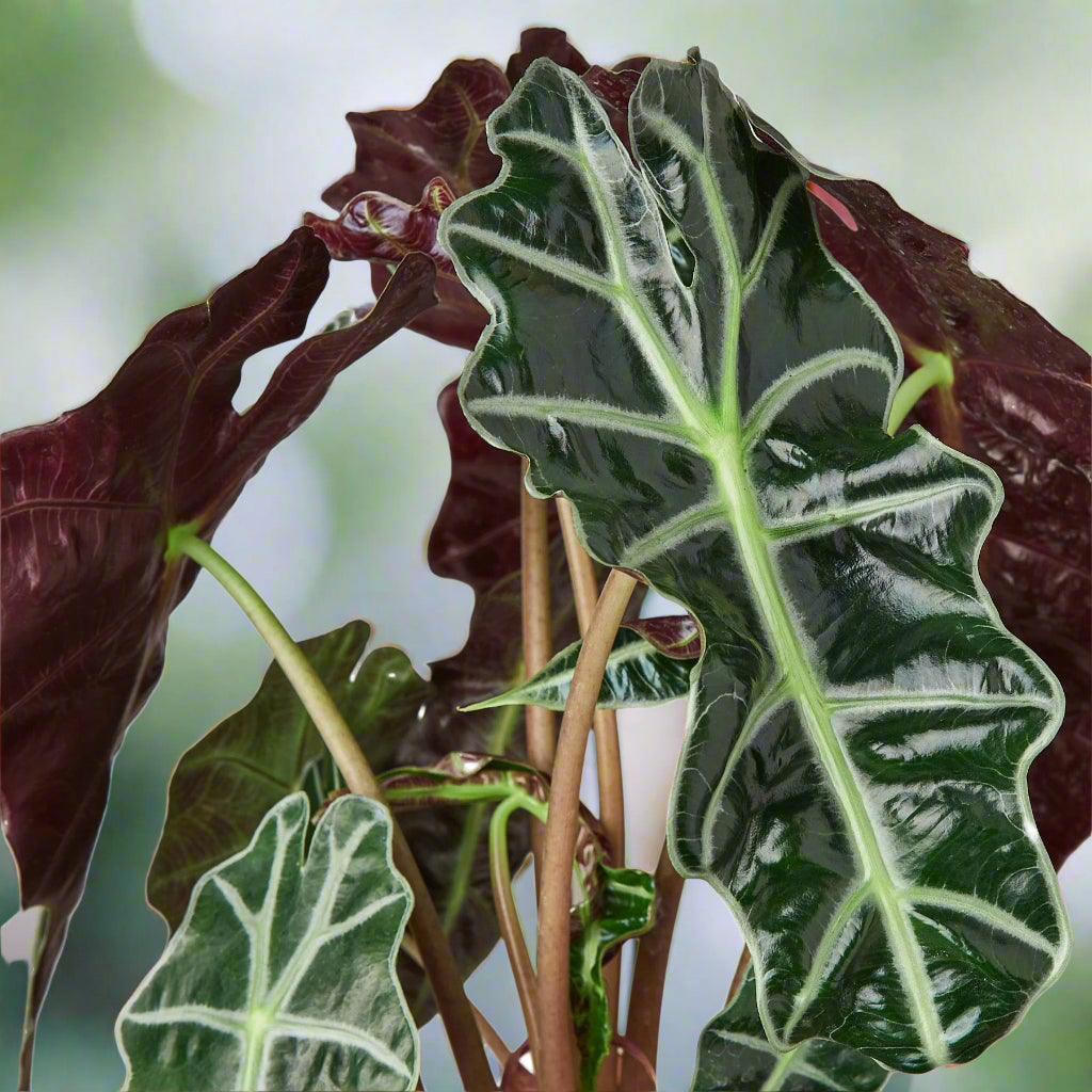 Alocasia Polly 'African Mask'