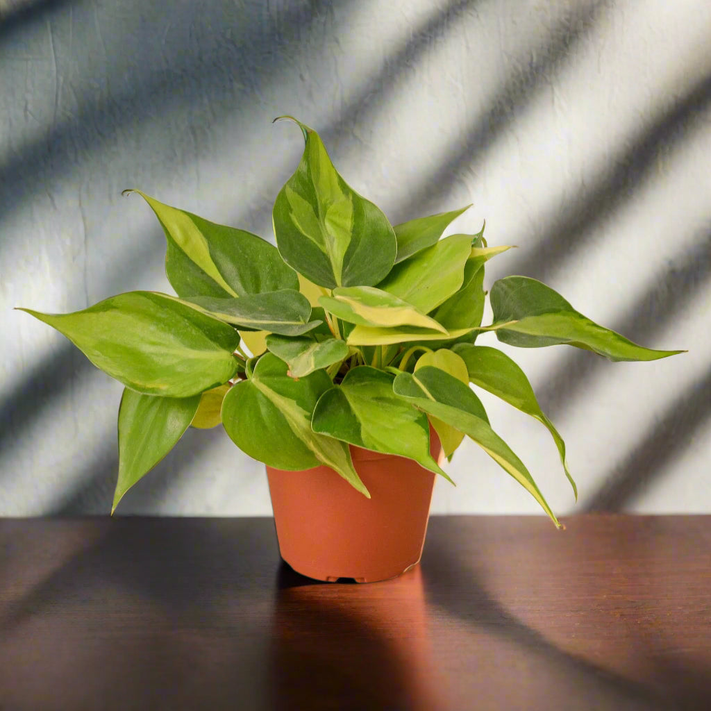 Philodendron 'Brasil'