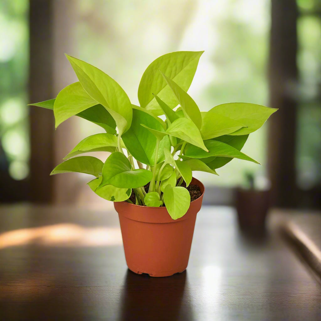 Pothos 'Neon'