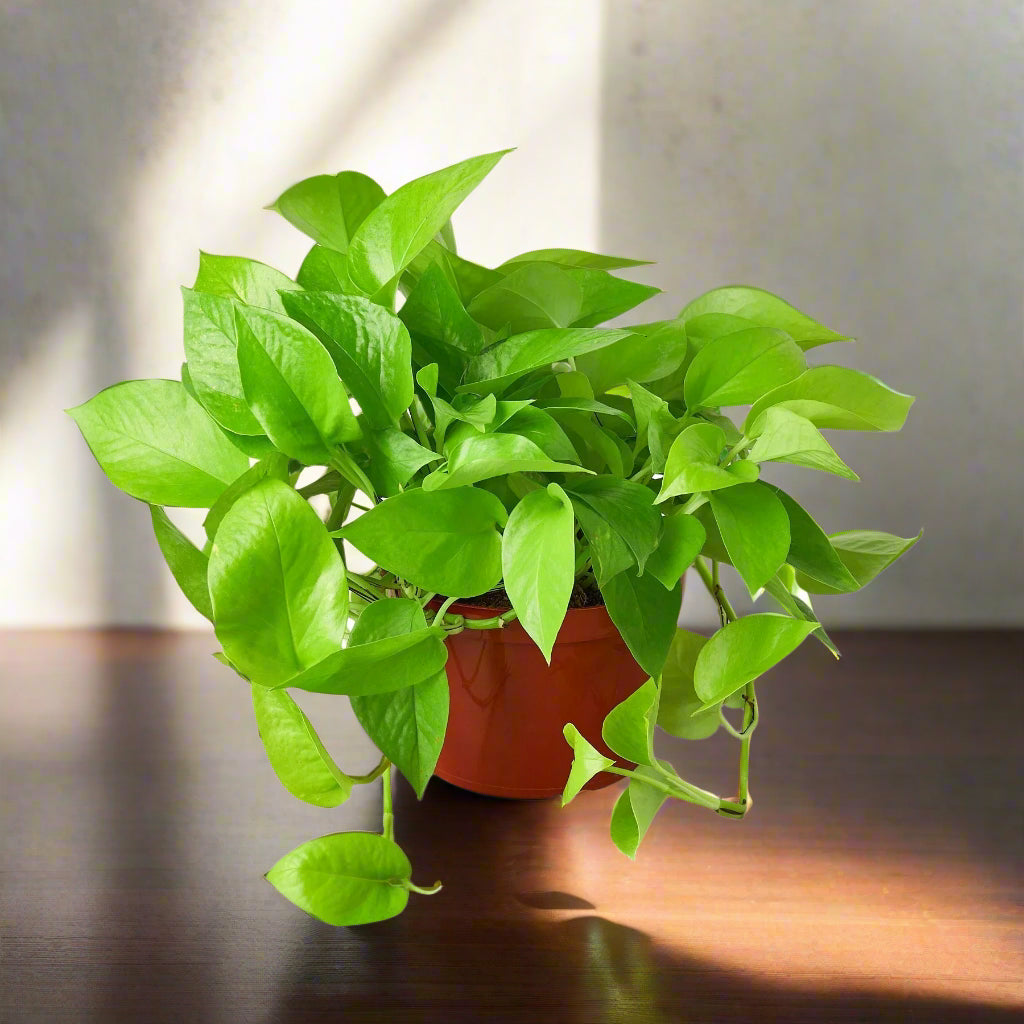 Pothos 'Neon'