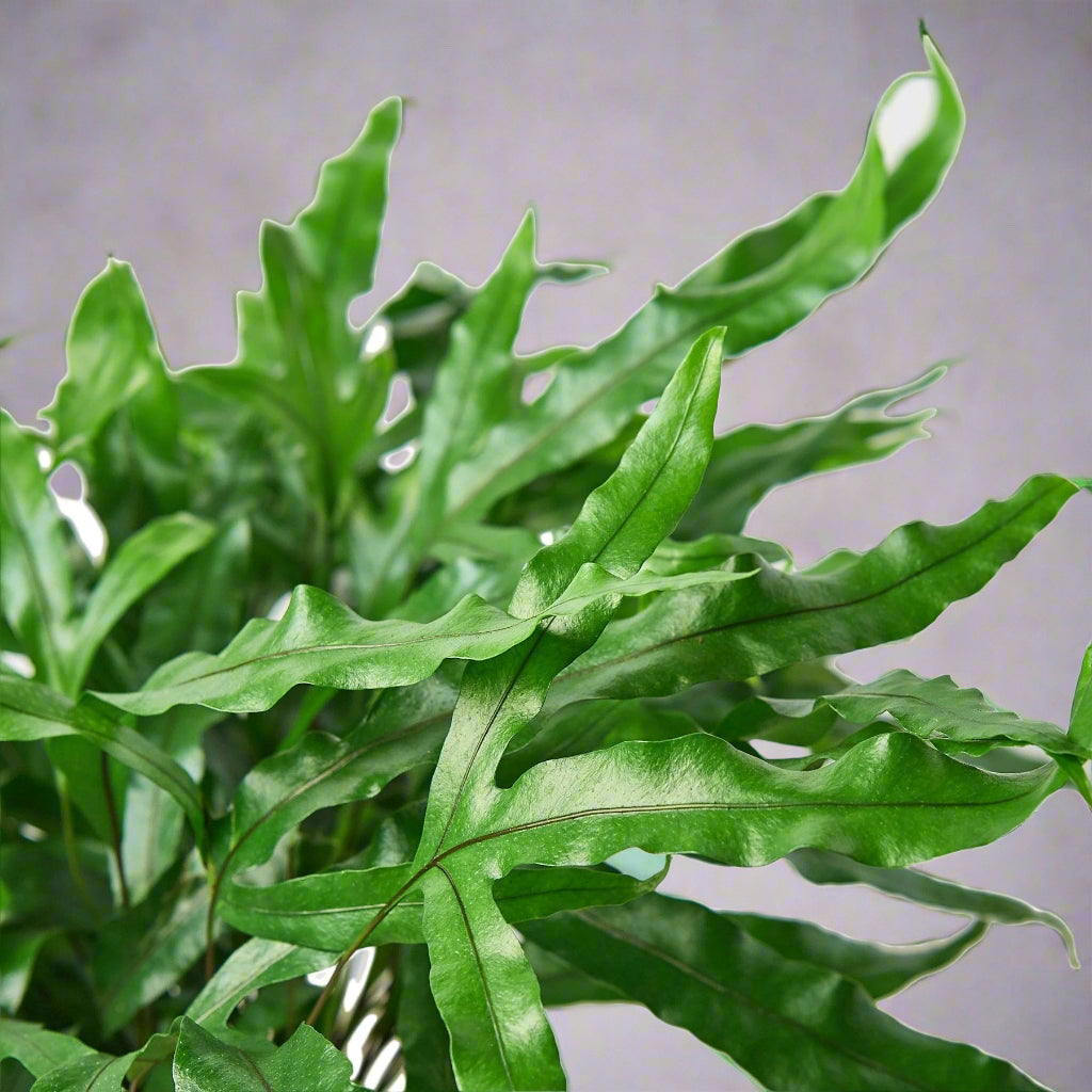 Fern 'Kangaroo Paw'