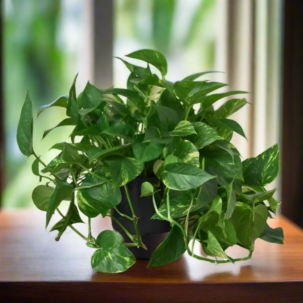 Pothos 'Golden'