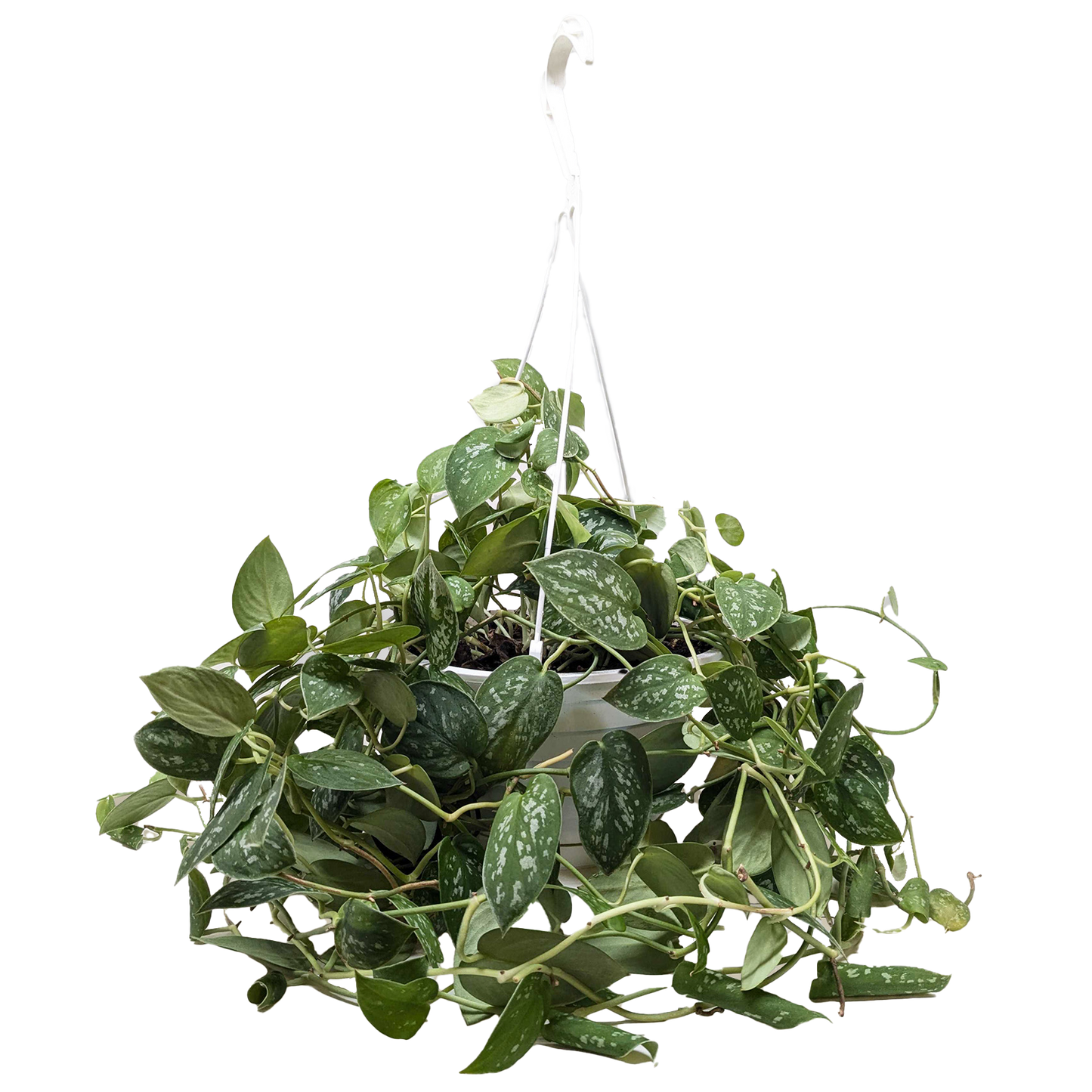 Pothos 'Satin' (Scindapsus)