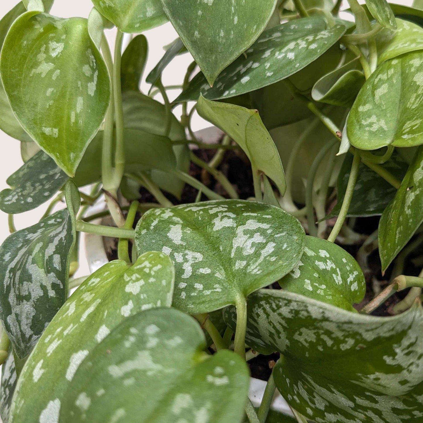 Pothos 'Satin' (Scindapsus)