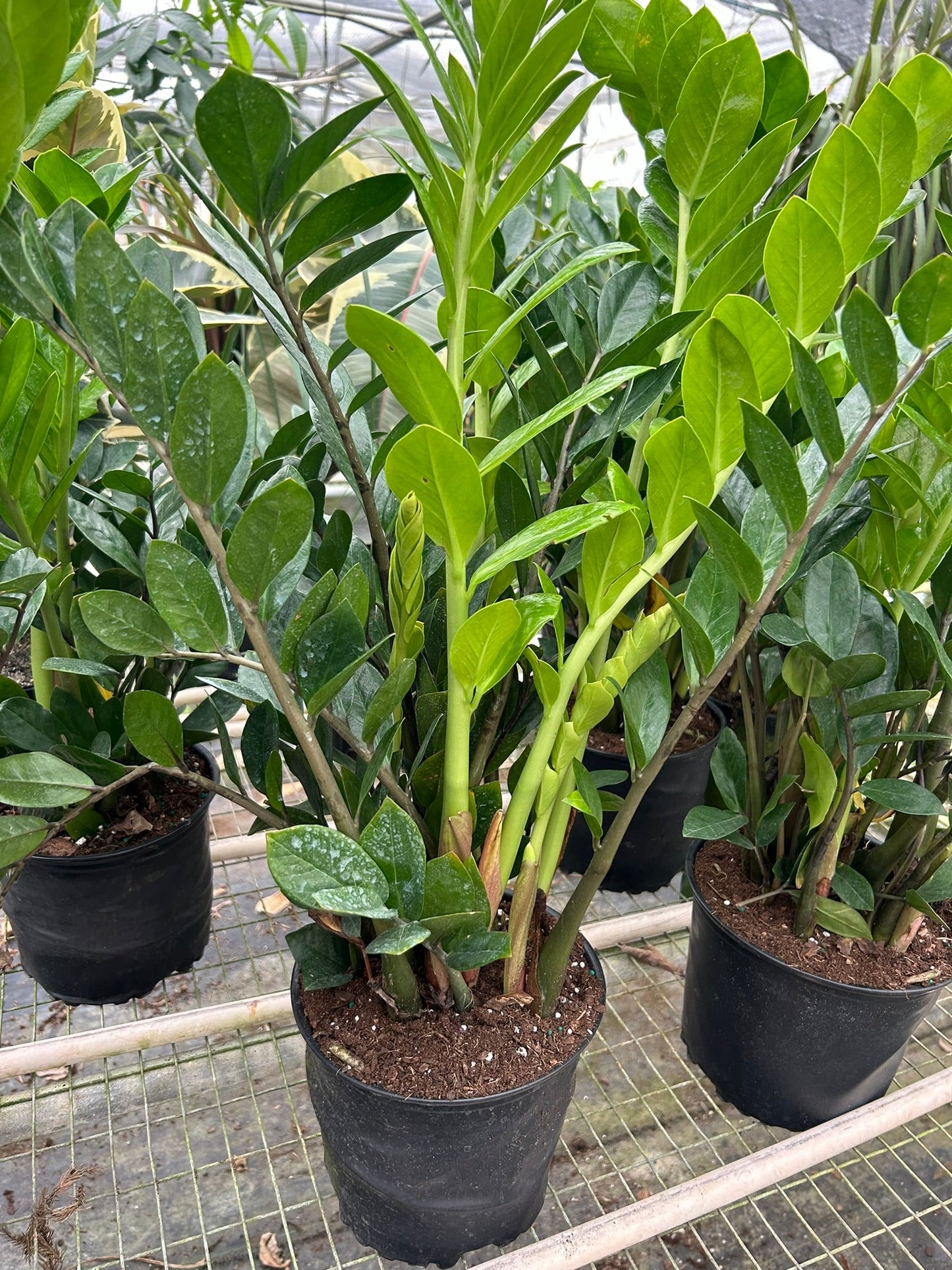 Zamioculcas Zamiifolia 'ZZ Plant'