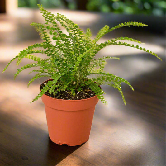 Fern 'Lemon Button'