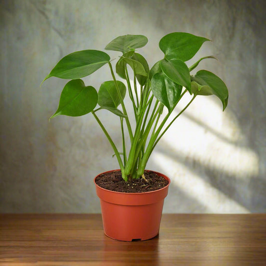 Monstera Deliciosa