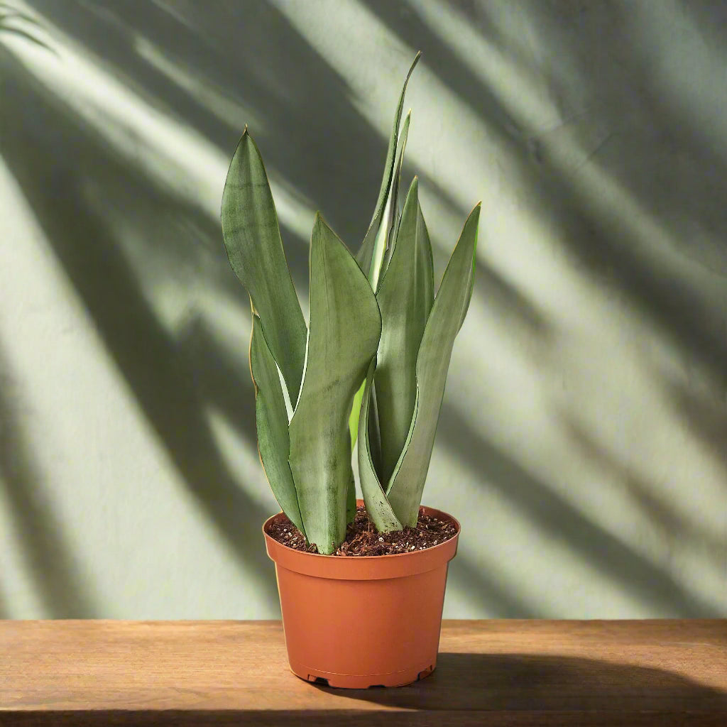 Snake Plant Moonshine