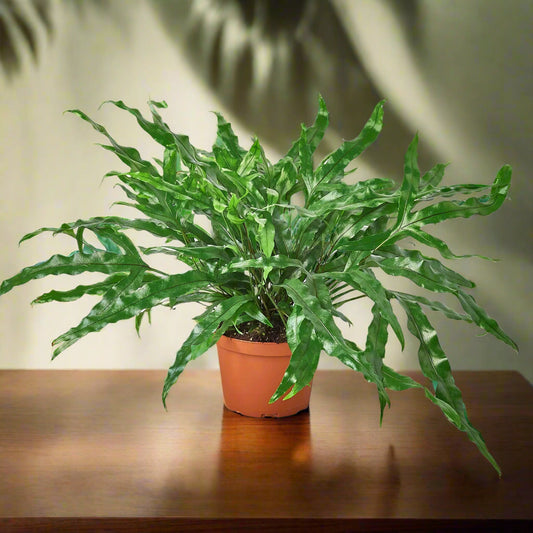 Fern 'Kangaroo Paw'