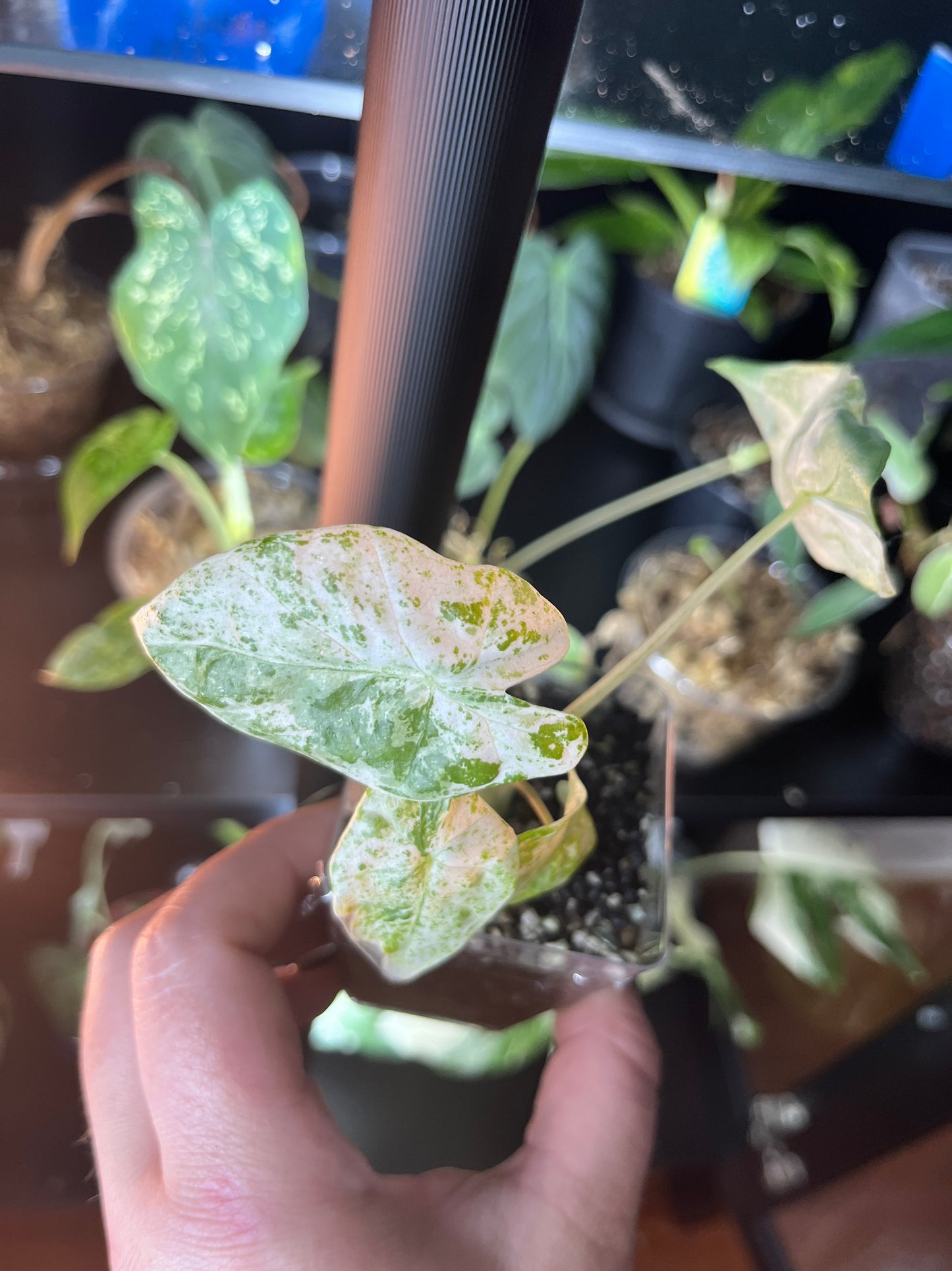 Alocasia Odora Batik Blizzard 2 Inch