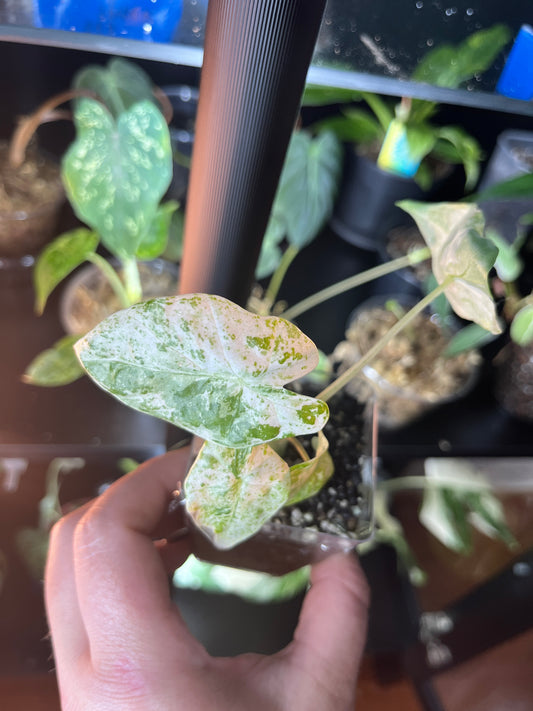 Alocasia Odora Batik Blizzard 2 Inch