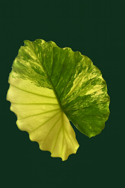 Alocasia Gageana Aurea Variegated