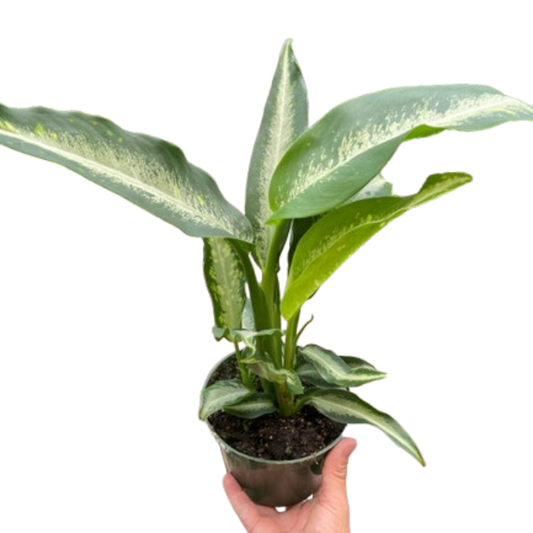 Dieffenbachia 'Panther'