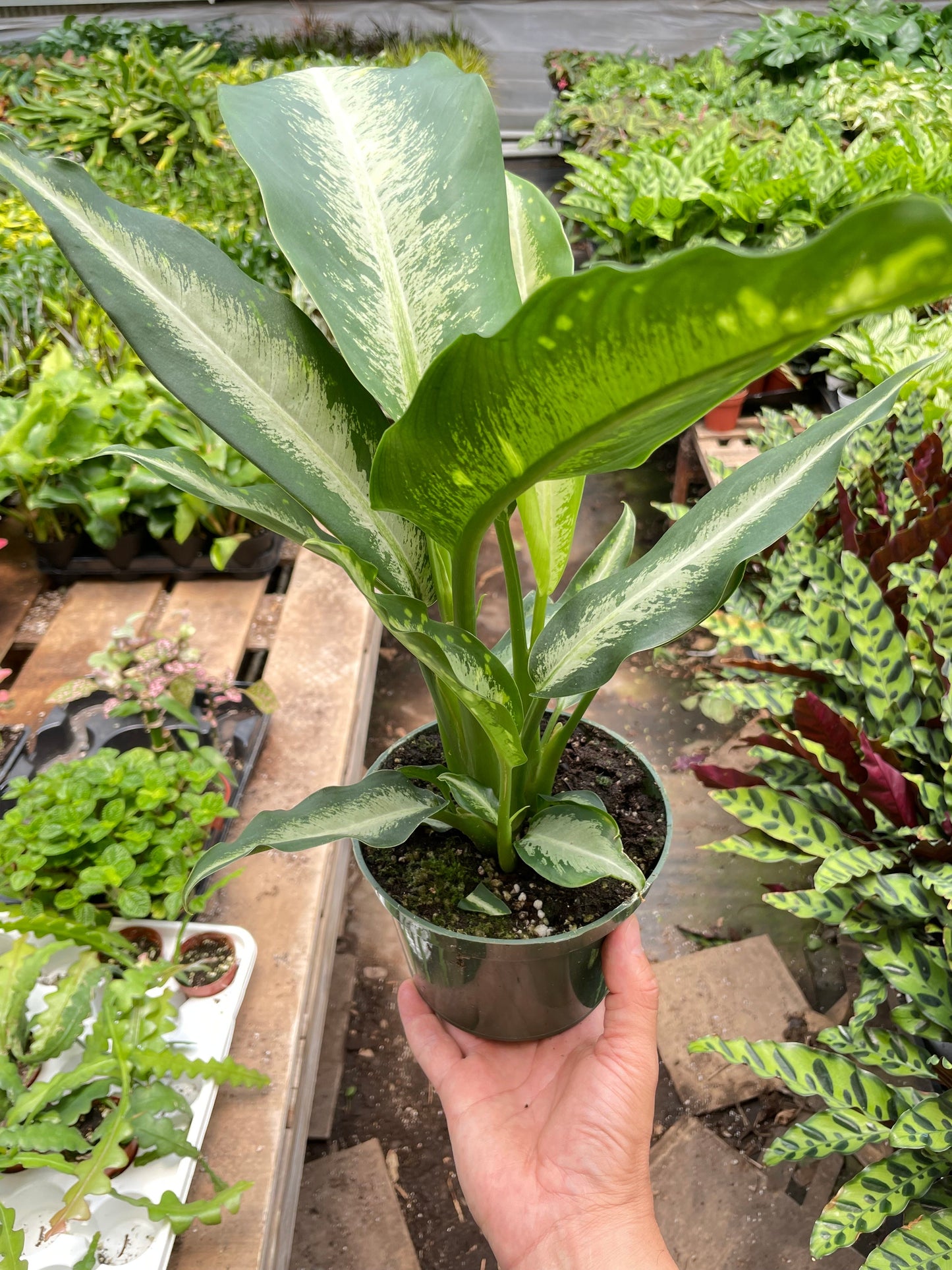Dieffenbachia 'Panther'