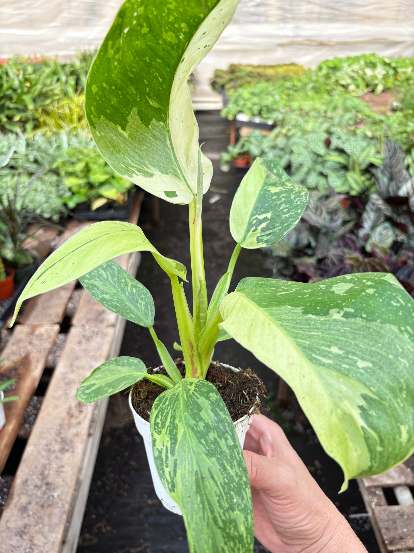 Philodendron Jose Buono