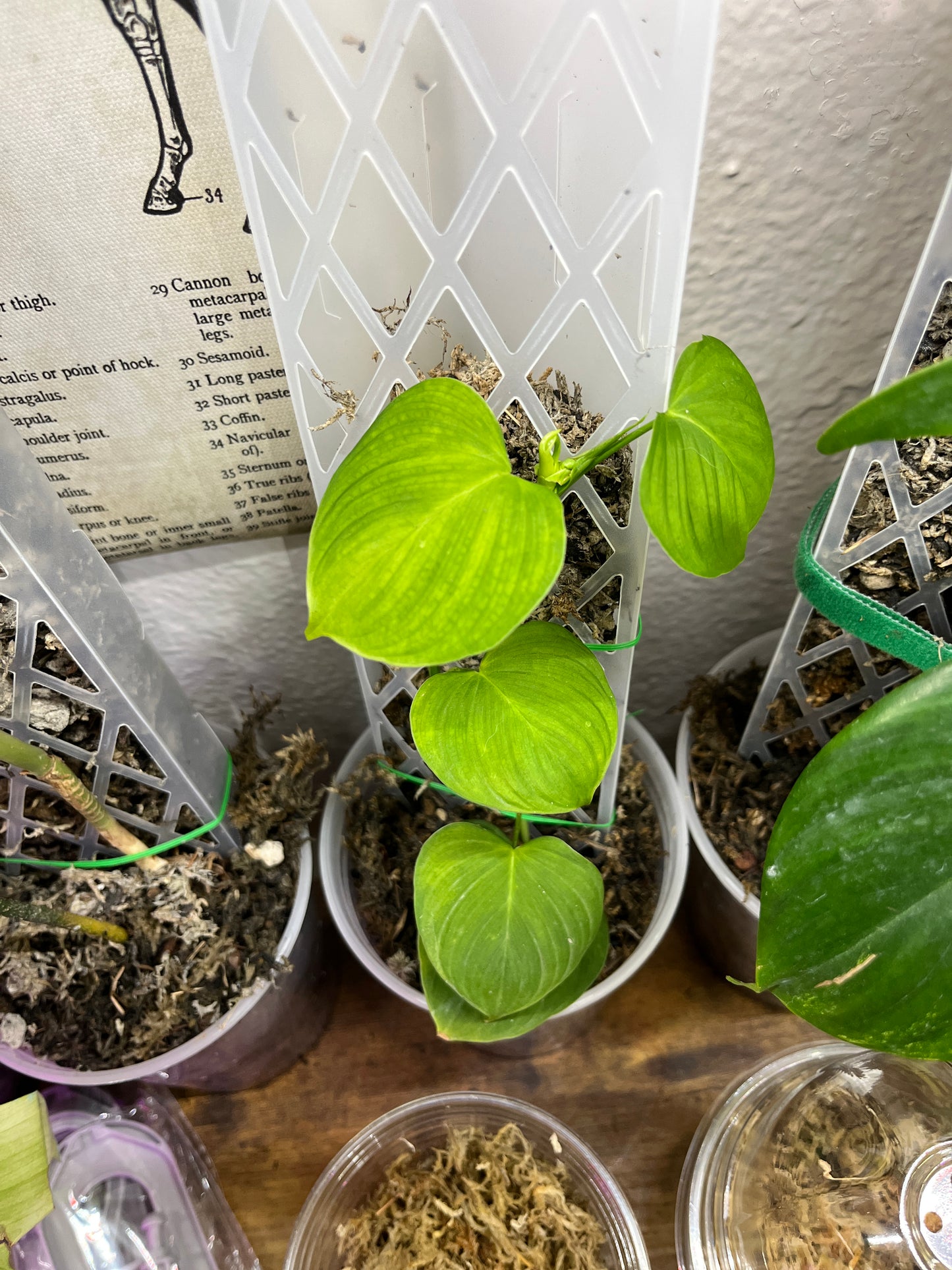 Philodendron Fibraecataphyllum